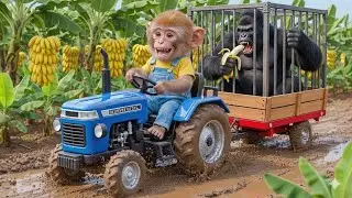Baby Monkey’s Heroic Gorilla Rescue: From Banana Thief to Zoo Sanctuary!