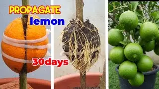 Best method propagate lemon tree 30 days, air layering lemon tree fast, grow lemon tree. 