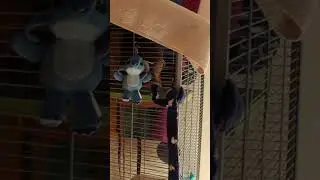 Sugar glider Nia was found abandoned - AAP