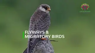 Migratory Birds Of India | #WorldMigratoryBirdDay | Bird Conservation in India