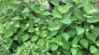 Spring fertilizing plants