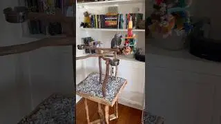 New toy holders!🦜🦜#africangreylover #yellownapedamazon #survival #funny #podcast #pets #paranormal