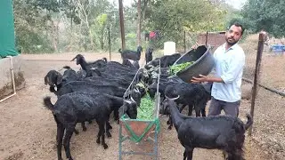 60 Goat Farming by Dilwarsing l Osmanabadi Goat l