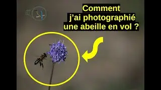 Photo animalière : comment photographier une abeille en vol (tuto)