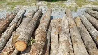Crazy logs for almost nothing!