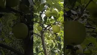 Golden delicious 🍏 popular variety of Apple 🍏