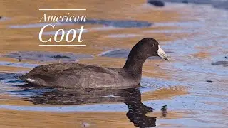 Minnesota Fall Birding: American Coots at French Regional Park!