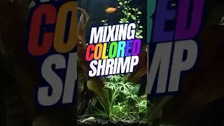 Mixing Colored Shrimp | Skittle Shrimp Tank| Rainbow shrimp tank