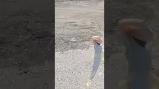 Lizard Fish If You Catch One Eat It You Won't Be Disappointed ‼️