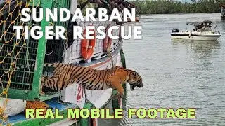 WILD TIGER RESCUE IN SUNDARBAN's VILLAGE | Real Footage | Human-Tiger Conflict | 2025