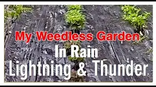 My Weedless Garden # 11 It's RAINING On My WEEDLESS Garden.  2021