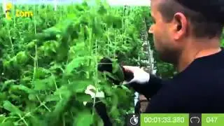 Azrom Tom System in Holland  1800 plants hour 4