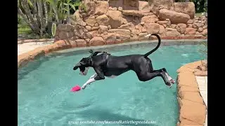 Funny Great Dane's 1st Swim Wearing Harness For Go Pro