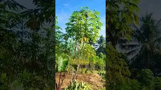 Morning Atmosphere in the Cassava Garden! #musicdocumentary #musichistory