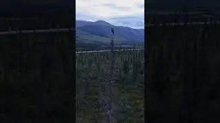 Northern Hawk Owl