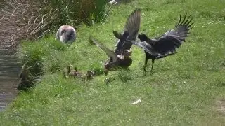 Mother Protects Duckling From Hungry Crow