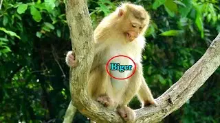 First time of monkey Rose get pregnant, Rose feel not well when walk, sit, sleep or eating
