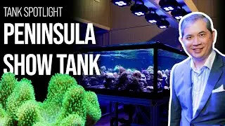 Коралловая ферма после работы, часть III — обновление танка Peninsula Show