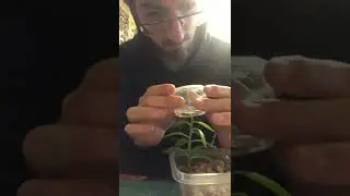 How I micro-graft.