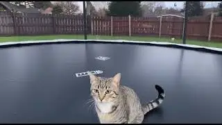 All the times I caught my cat on the trampoline | he jumps through every season 
