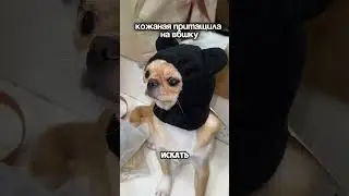 притащила на вб 🐶арт:248237382#микрочихуа #топдлясобак #собачийблог #чихуахуа