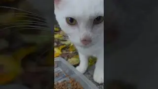 흰냥이 먹방 ASMR