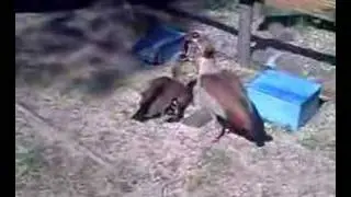 Ganso del nilo