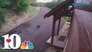 What should you do if you see an injured bear?