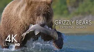Bear Catching Salmon Fish | Discover World