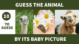 🤔❓GUESS THE ANIMAL BY ITS BABY PICTURE | ANIMAL QUIZ | 🤔❓