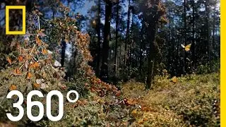 3D Monarch Butterflies in 360&deg; | National Geographic