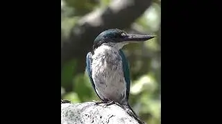 Collared Kingfisher  #Shorts