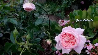 2022春花序幕/大游行周岁/奥斯汀裸根苗盆栽满月 (Rose Parade 1 year after planting, DA Bare root roses 1 month in pots)