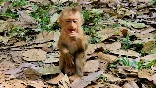 Orphan monkey need help