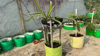 Dragon Fruit Plant को Grow Bag में कैसे लगाएँ और Support दें? पूरा Step-by-Step Guide