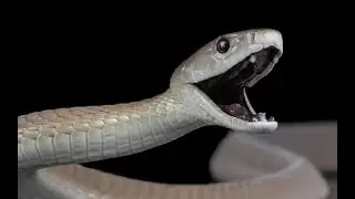 Unknown Facts about the snake Black Mamba