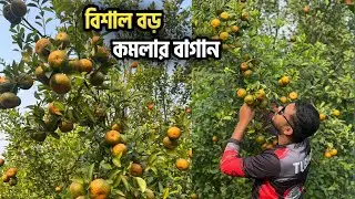 বিশাল বড় কমলার বাগান। অরেঞ্জ ভ্যালি দিনাজপুর। 