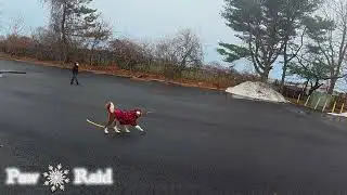 Walking Our Bordercollie Dog This Week | With Calm And Relaxing Dog Music Episode: 34