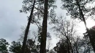 Camping at Oyster Point Campground in NC: Croatan Forest Van Adventure!
