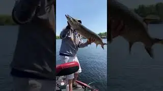 47&rdquo; Tiger Musky - Big Chip #short