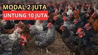 3 Bulan Untung 10 Juta Ternak Ayam KUB