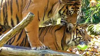 অদ্ভুত বন্ধুত্ব! বাঘ আর রকুন একে অপরকে জড়িয়ে ধরলো 😲❤️ #UnlikelyFriends