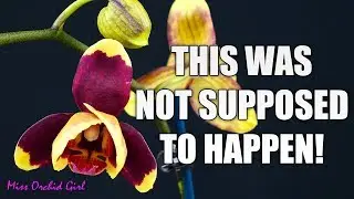 Orchid Updates - Buds on old spikes, Phalaenopsis goes peloric, Orchid tableware & more!