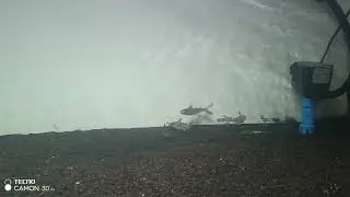 Paroon shark