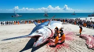 How Fishermen Earn $1 Million Catching 1,000 Giant Swordfish on a Longline &mdash; Deep-Sea Documentary