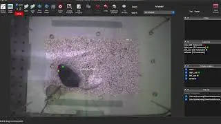 Annolid CoTracker3: Efficient Animal Tracking with Minimal Keypoint Labeling