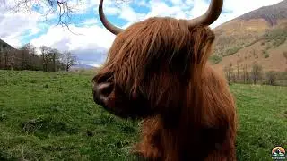 Highlands Coo - Highland cattle - Glen Nevis