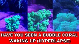 When The Bubble Coral Wakes Up In The Morning (Hyperlapse Motion)