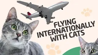 How to Fly with Cats Internationally (US to Europe)