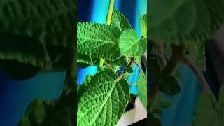 Sa&ntilde;ate #benefits prodigiosa #plants #nature #asmr #video #floating #float #nft sanate #shorts 🌿